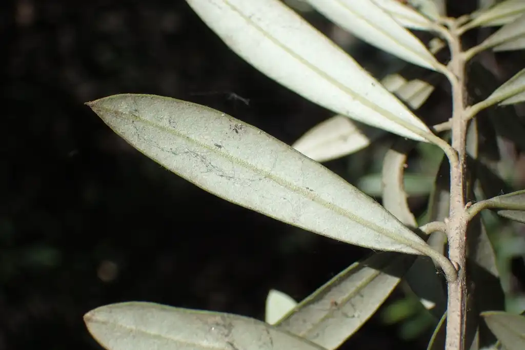 Foto de Olea europaea - Underside of leaf:Ron Matsumoto