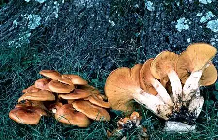 Photo of Omphalotus olearius (Omphalotus oleariuss)
