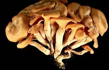 Photo of Omphalotus olearius (Omphalotus oleariuss)