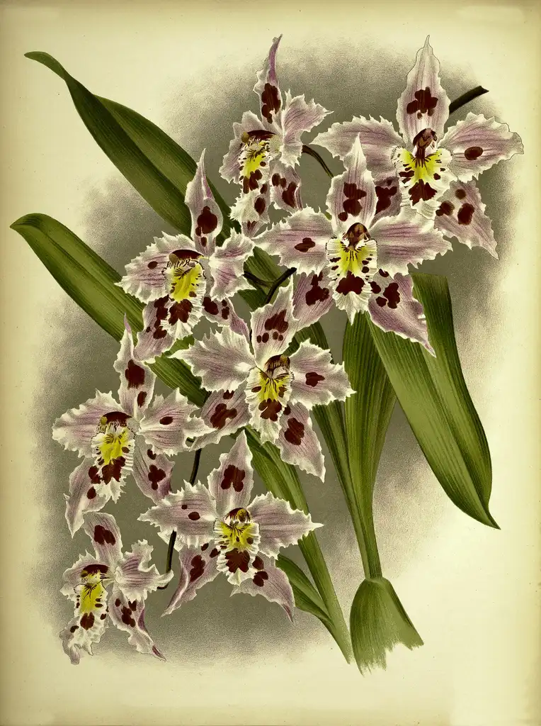 Photo of Oncidium alexandrae (Oncidium alexandraes)
