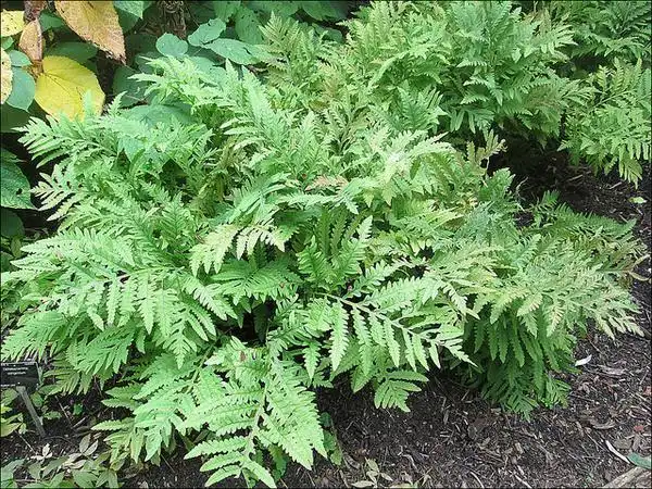 Photo of Onoclea sensibilis (Onoclea sensibiliss)