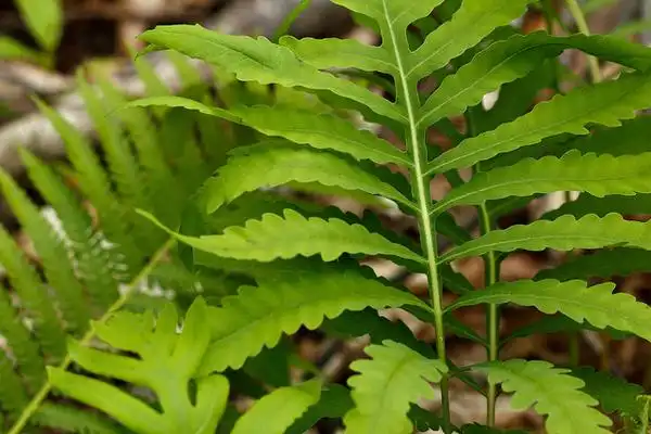 Photo of Onoclea sensibilis (Onoclea sensibiliss)