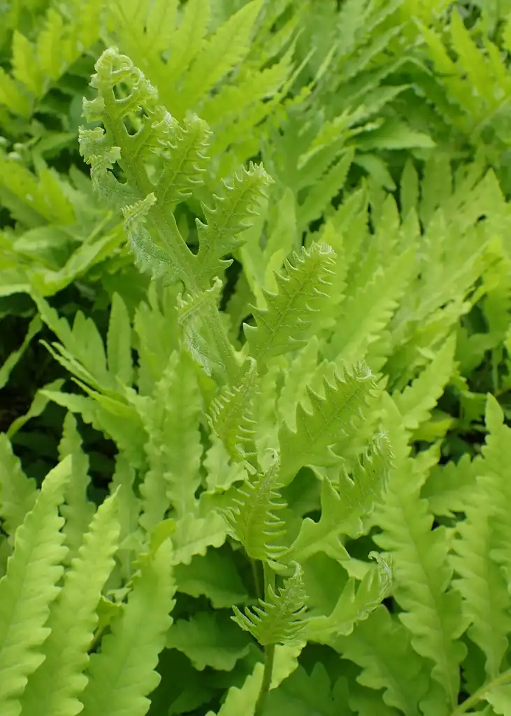 Photo of Onoclea sensibilis - Leaves:Krzysztof Ziarnek, Kenraiz