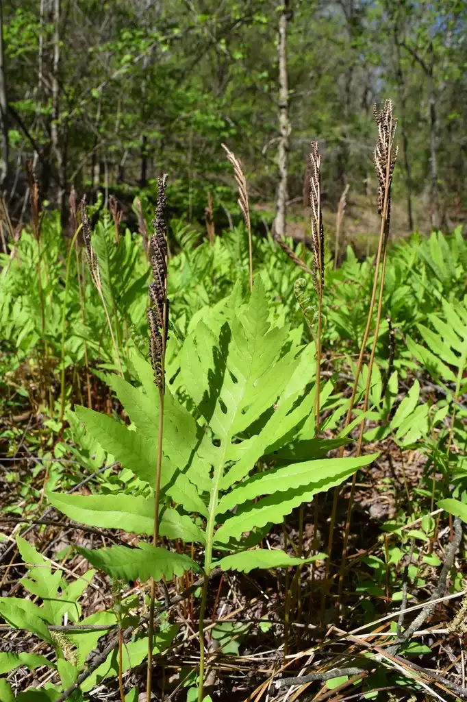 Photo of Onoclea sensibilis - Form height:Fredlyfish
