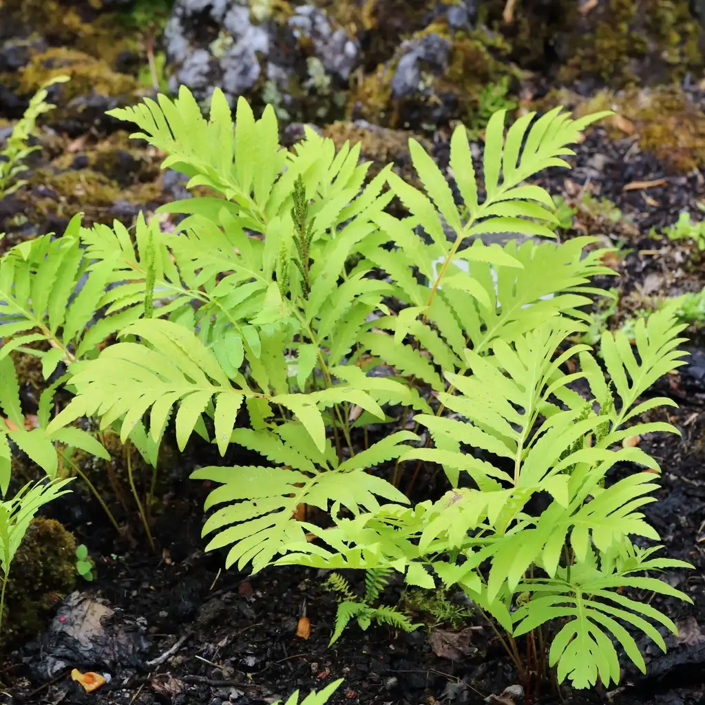 Photo of Onoclea sensibilis - Young form:C T Johansson