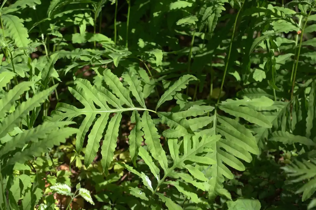 Photo of Onoclea sensibilis - Leaf close-up:Averater