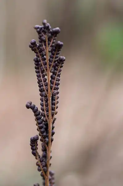 Photo of Onoclea sensibilis - Fertile fronds at the end of the growing season. They will split open in spring and release spores.:Nicole Castle