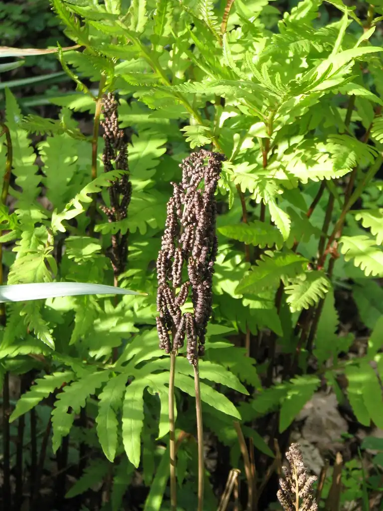 Photo of Onoclea sensibilis - Bright green sterile fronds and dark brown fertile fronds.:peganum