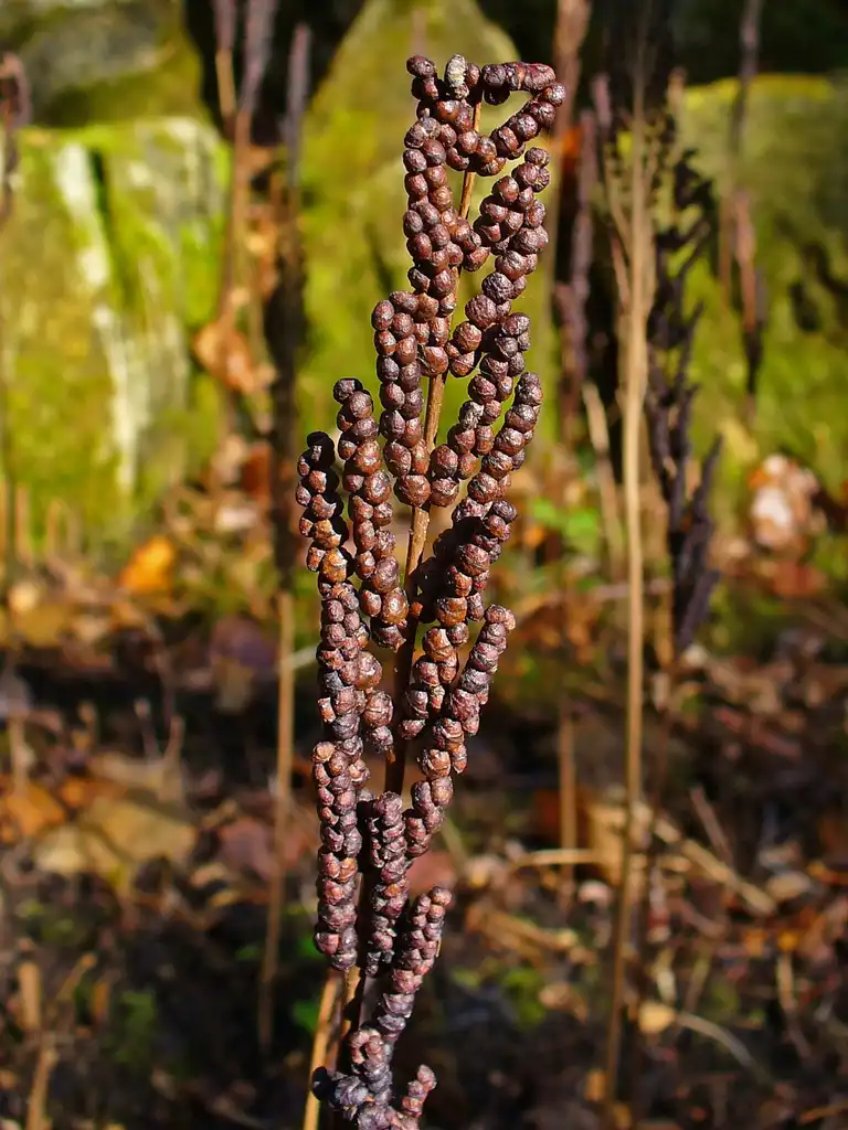 Photo of Onoclea sensibilis - Close up of fertile fronds at the end of the growing season. The leaflets have contracted and hardened turning brown.:H. Zell