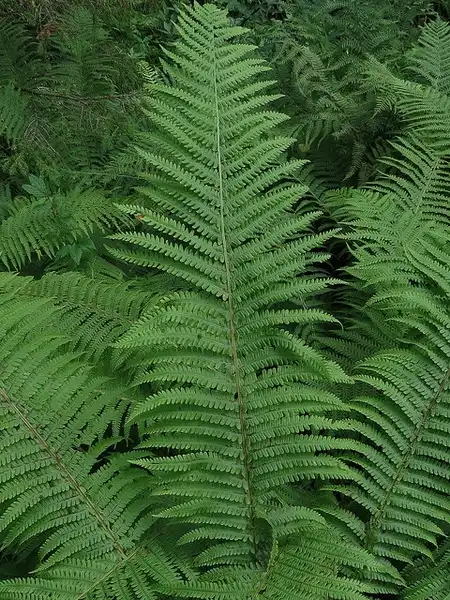 Photo of Onoclea struthiopteris (Onoclea struthiopteriss)