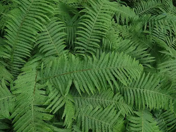 Photo of Onoclea struthiopteris - Fronds:Kari Pihlaviita