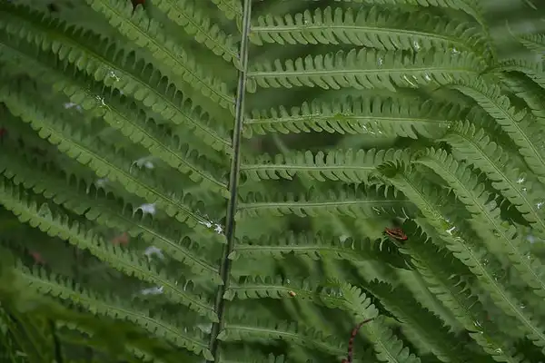 Photo of Onoclea struthiopteris - Close up of Fronds:Harem Koh