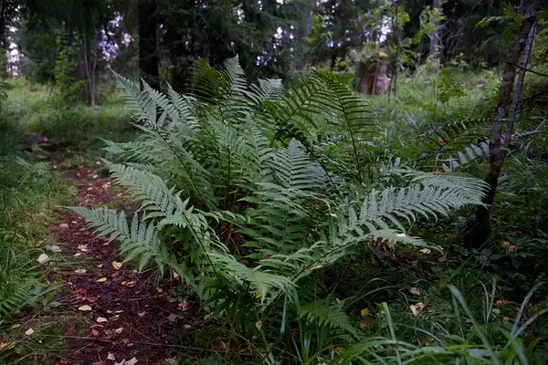 Photo of Onoclea struthiopteris - Form:Jukka