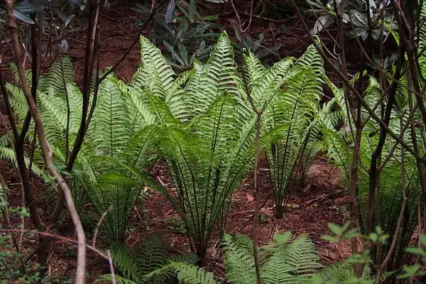 Photo of Onoclea struthiopteris - Form:Harem Koh