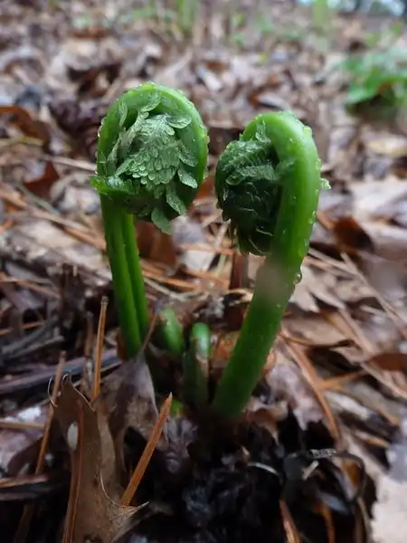 Photo of Onoclea struthiopteris - Fiddlehead:Wendell Smith