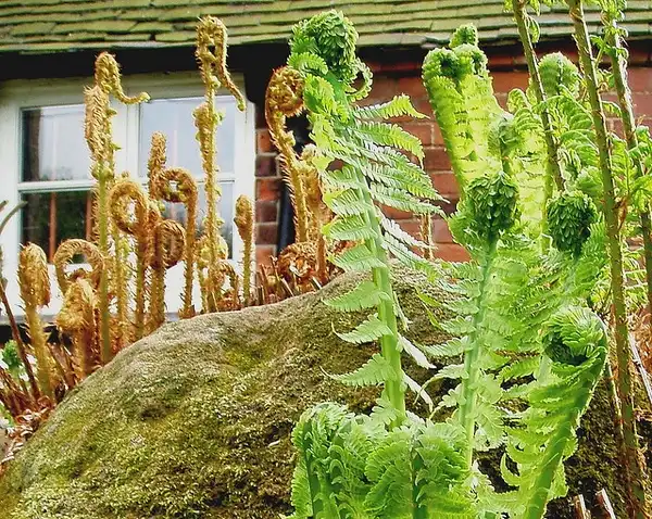 Photo of Onoclea struthiopteris - Fiddlehead:Amanda Slater
