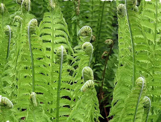 Photo of Onoclea struthiopteris - Fronds:Hornbeam Arts