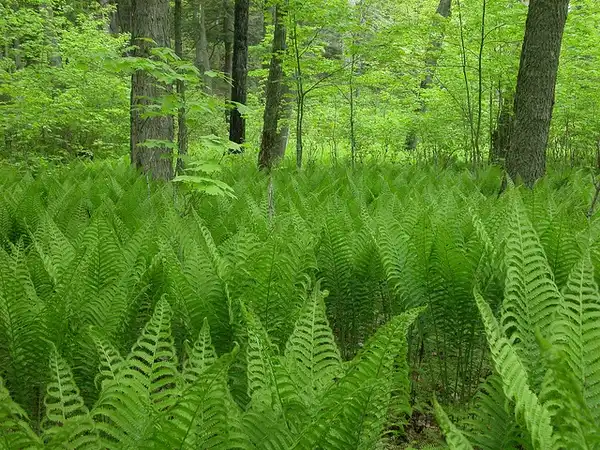 Photo of Onoclea struthiopteris - Form:Kerry Woods