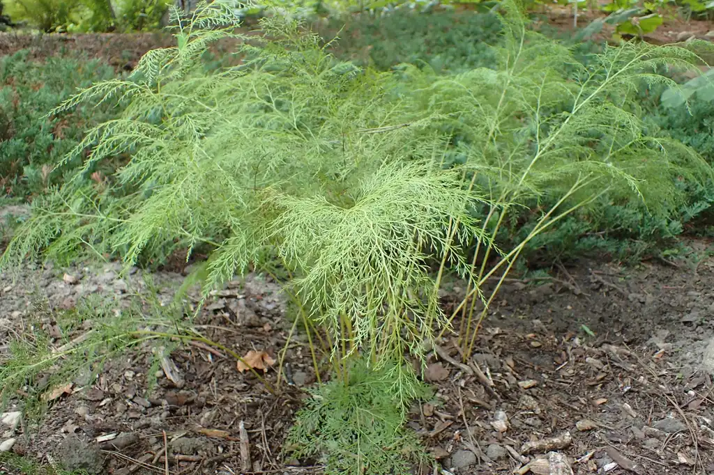 Foto de Onychium japonicum (Onychium japonicums)