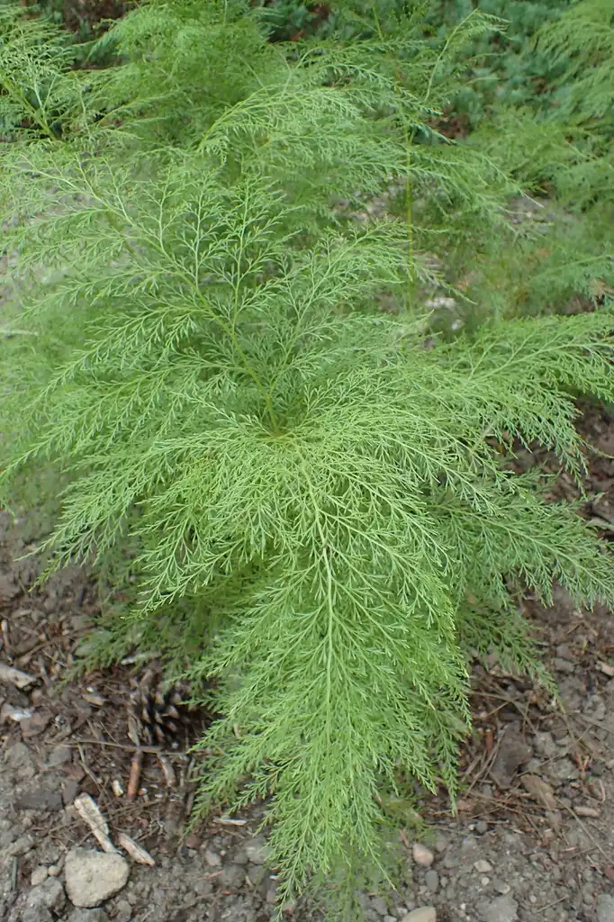 Foto de Onychium japonicum (Onychium japonicums)