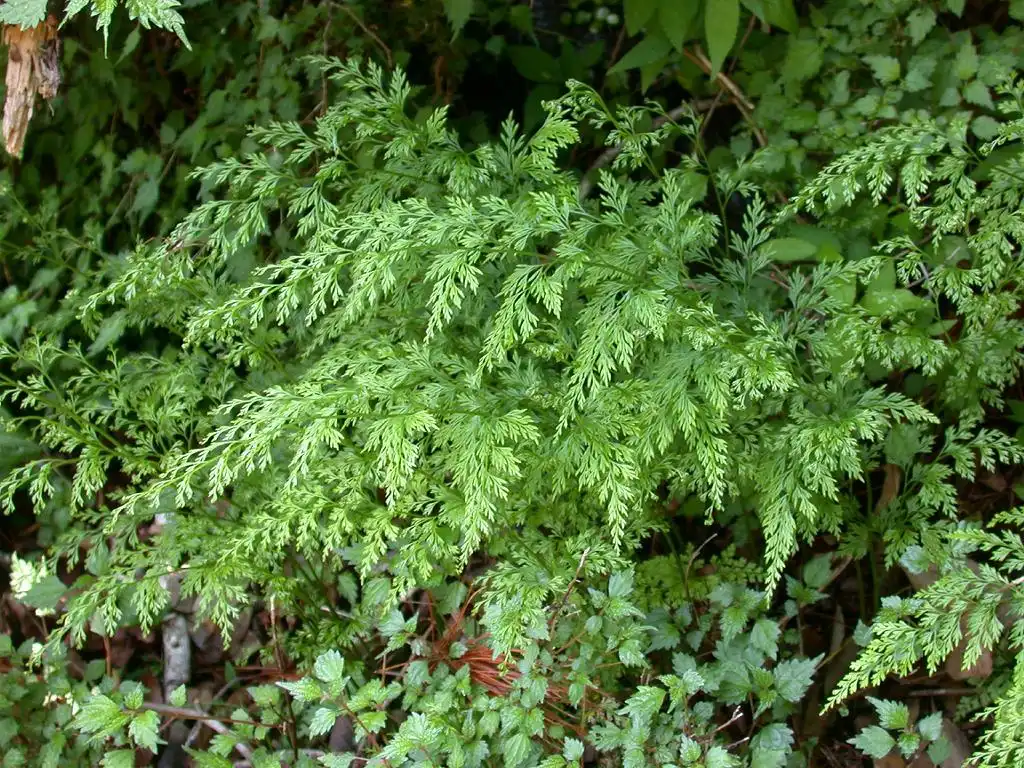 Foto de Onychium japonicum - Form:Keisoyto