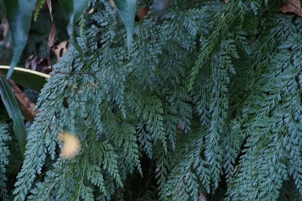 Foto de Onychium japonicum - Form:harum.koh