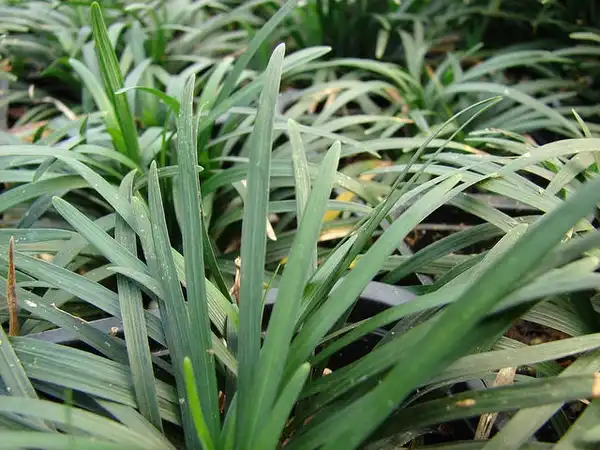 Photo of Ophiopogon japonicus 'Nana' (Ophiopogon japonicus 'Nana's)
