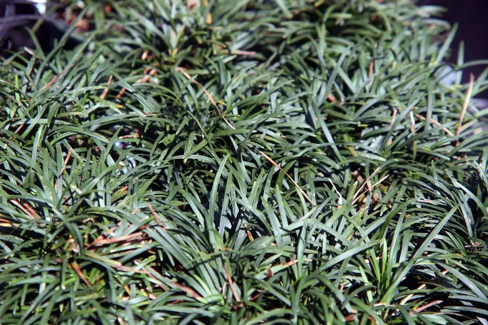 Photo of Ophiopogon japonicus 'Nana' (Ophiopogon japonicus 'Nana's)