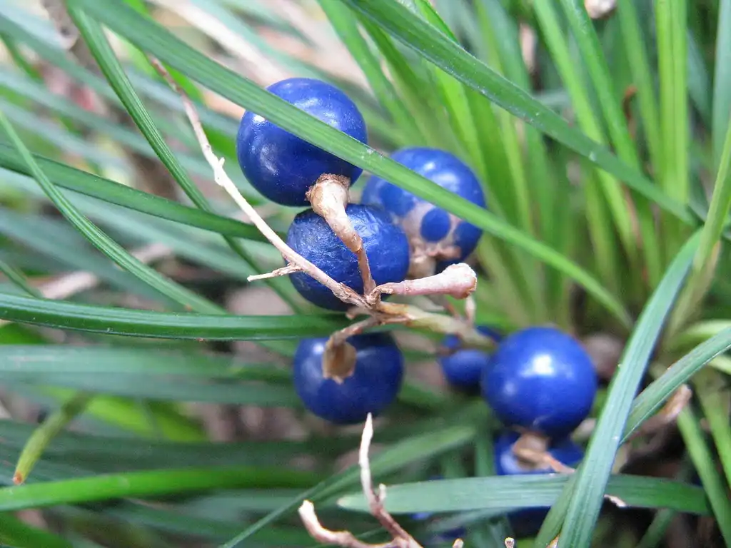 Photo of Ophiopogon japonicus 'Nana' - Blue fruits of the species:KENPEI