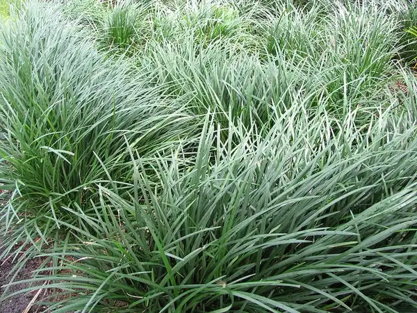 Foto de Ophiopogon japonicus (Ophiopogon japonicuss)