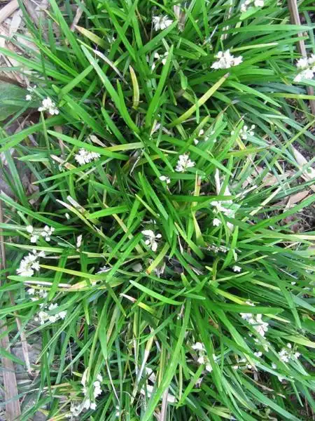 Foto de Ophiopogon japonicus (Ophiopogon japonicuss)