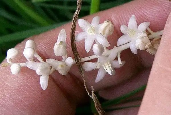 Foto de Ophiopogon japonicus - Flowers:VanLap Hoang