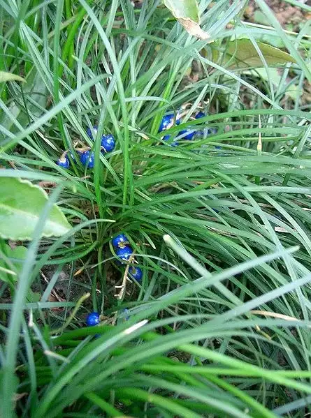 Foto de Ophiopogon japonicus - Blue fruits:VanLap Hoang