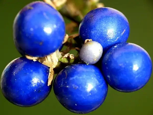 Foto de Ophiopogon japonicus - Fruits close up:Jean