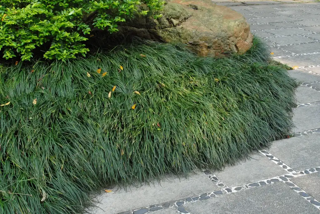 Foto de Ophiopogon japonicus - Form:Jim Robbins