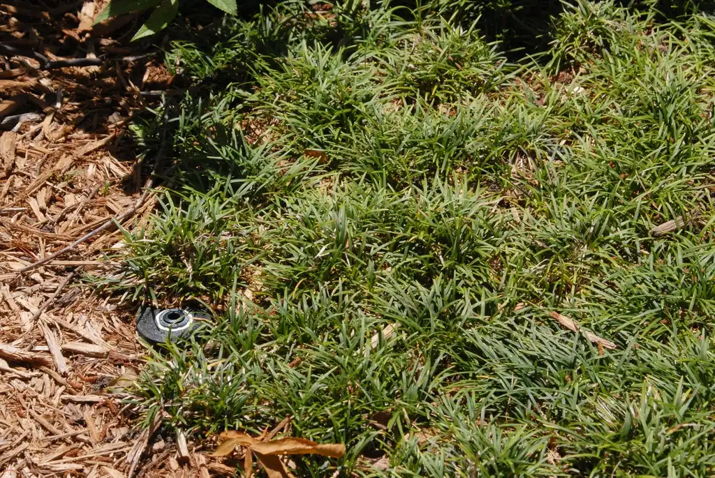 Foto de Ophiopogon japonicus - Leaves:Jim Robbins