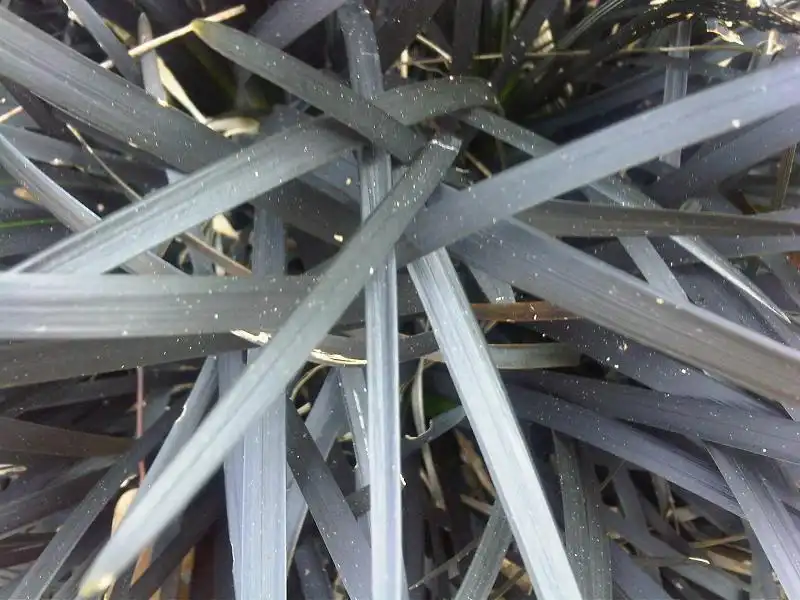 Фото Ophiopogon planiscapus (Ophiopogon planiscapuss)