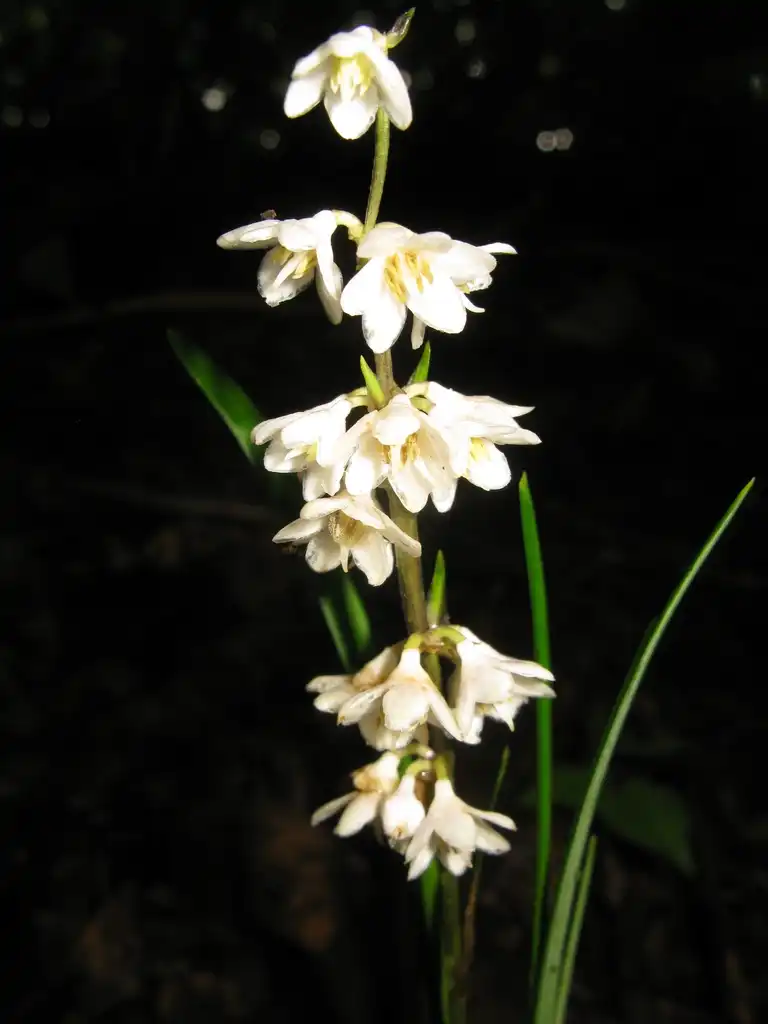 Фото Ophiopogon planiscapus (Ophiopogon planiscapuss)