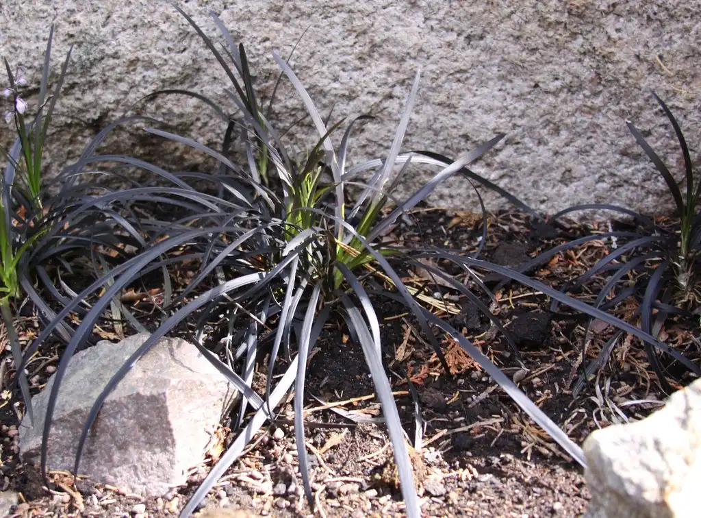 Фото Ophiopogon planiscapus - Leaves:Drew Avery