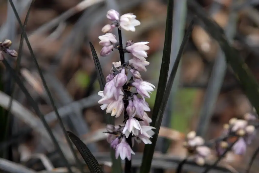 Фото Ophiopogon planiscapus - 'Nigrescens' Flower:Jim Robbins