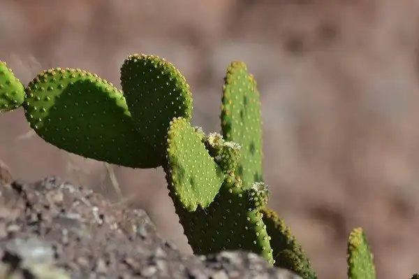 Foto de Opuntia humifusa (Opuntia humifusas)