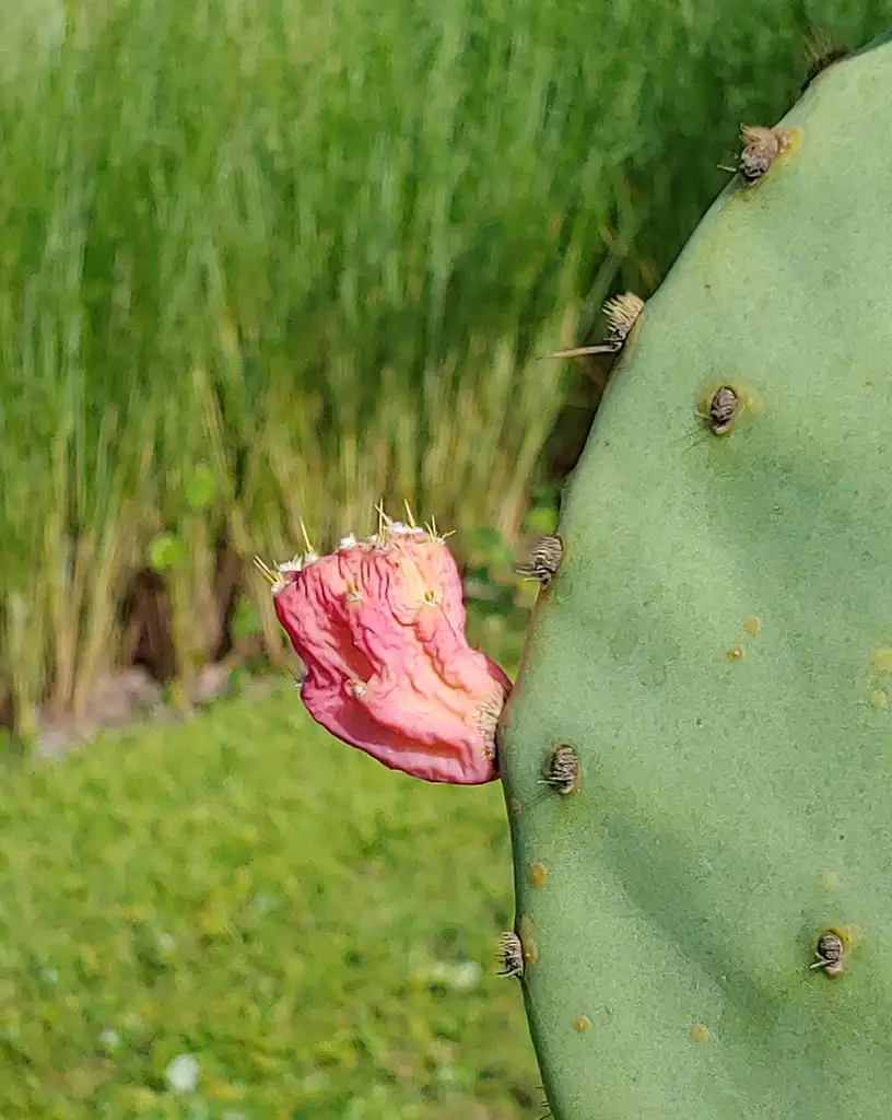 Foto de Opuntia humifusa (Opuntia humifusas)