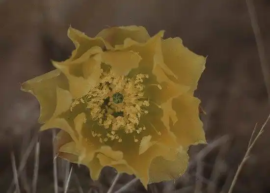 Foto de Opuntia humifusa - flower:Dr Mary Archive Project