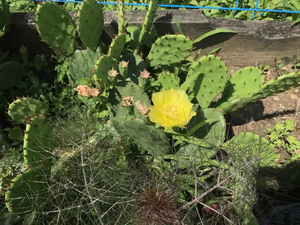 Foto de Opuntia humifusa - Prickly pear and Bronze Fennel:Lucy Bradley