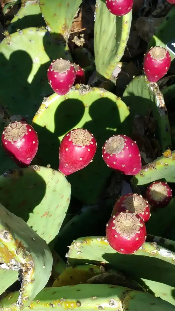 Foto de Opuntia humifusa - Fruit:Lucy Bradley