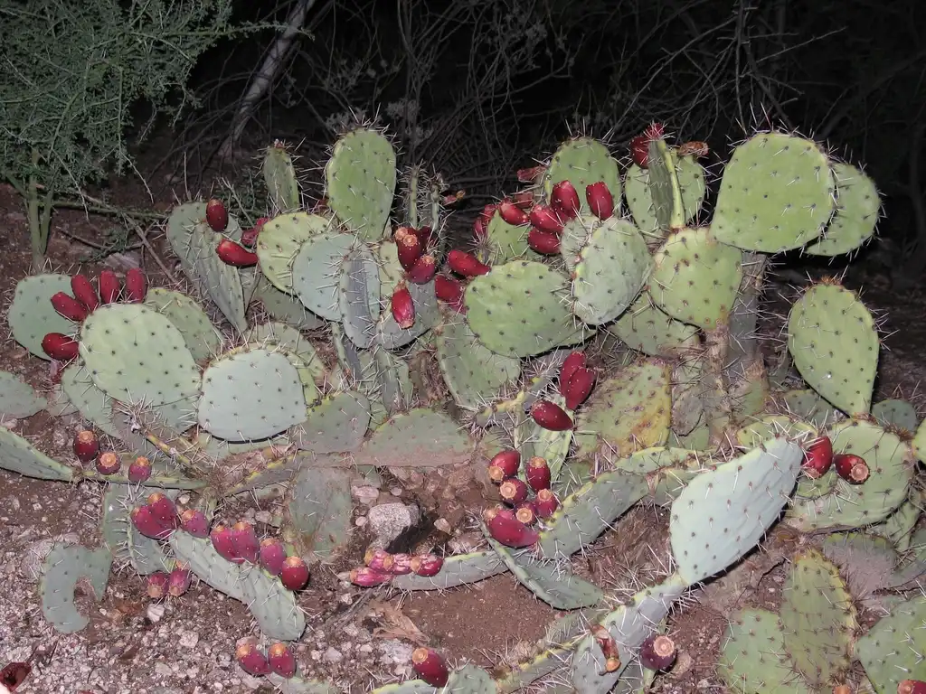 Foto de Opuntia humifusa - Opuntia plant with fruit:Lucy Bradley