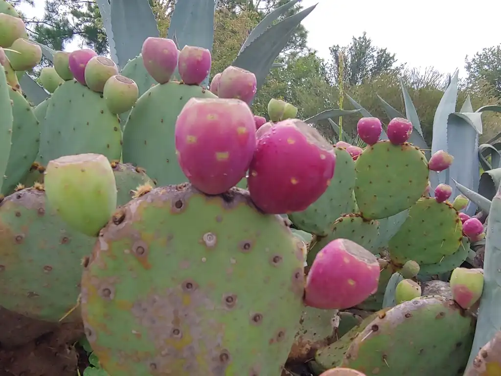 Foto de Opuntia humifusa - Fruit in fall Cameron Art Museum Wilmington NC:skdavidson