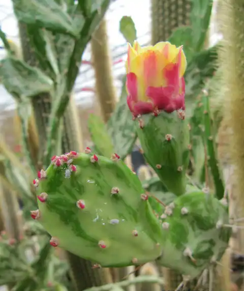 Foto de Opuntia mesacantha (Opuntia mesacanthas)