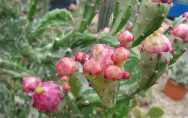 Foto de Opuntia mesacantha (Opuntia mesacanthas)