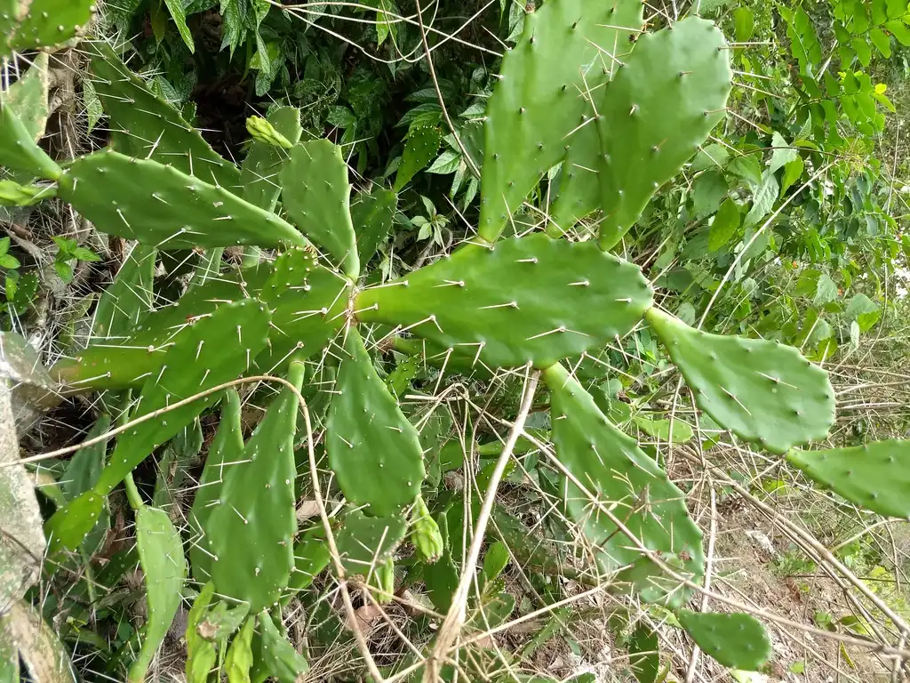 Foto de Opuntia mesacantha - Form:Renjusplace